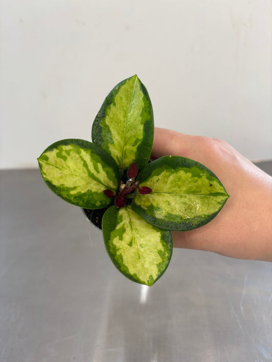 Hoya australis Tricolor