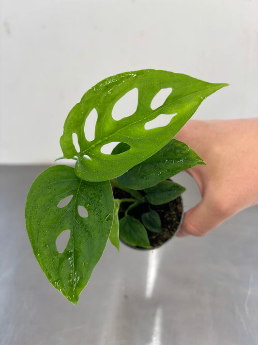 Monstera adansonii