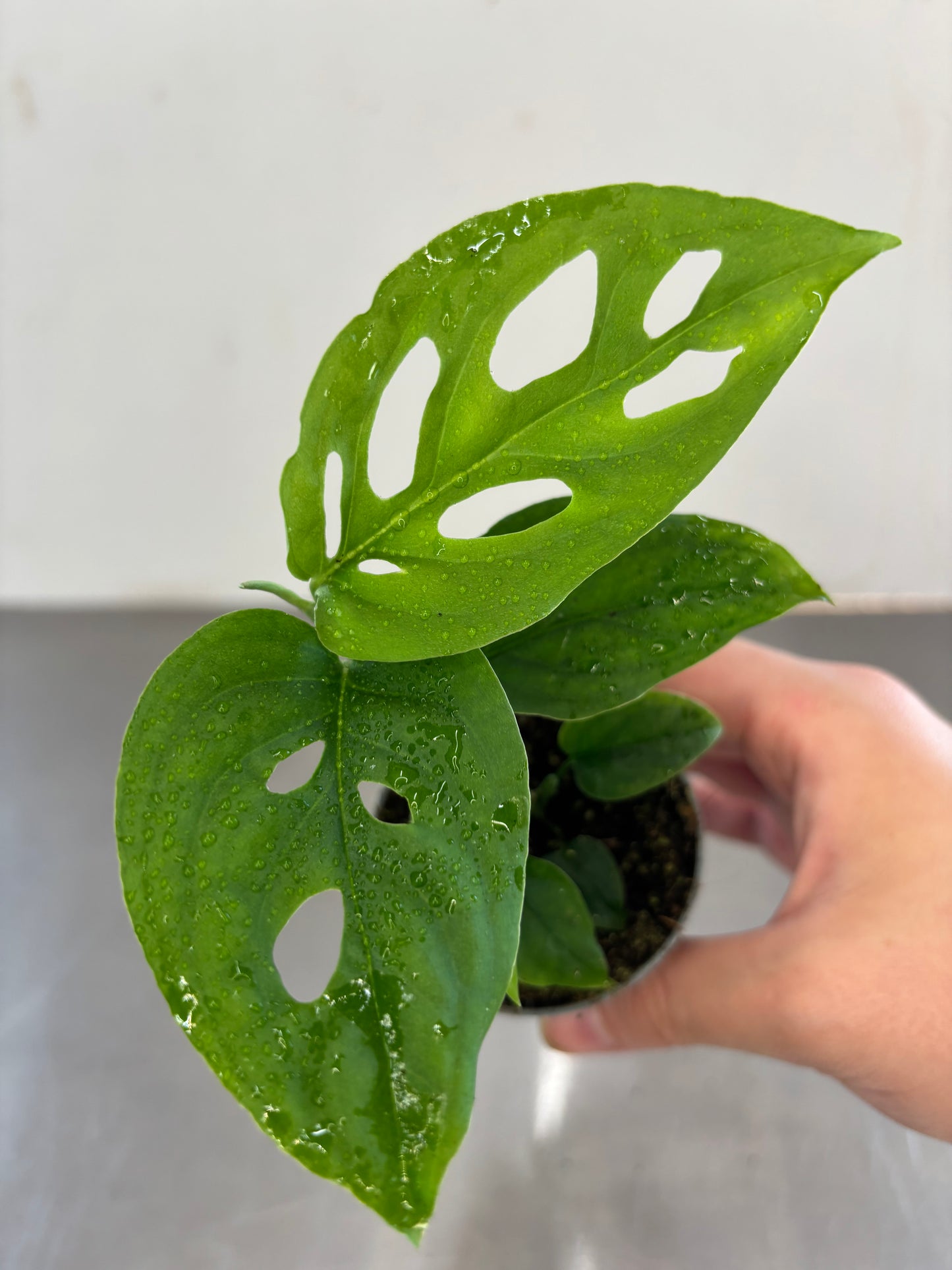 Monstera adansonii