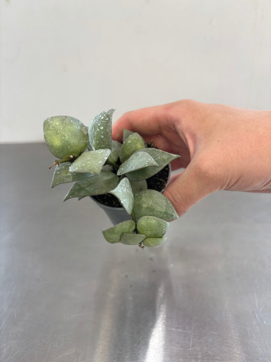 Hoya khroniana 'Silver Splash'