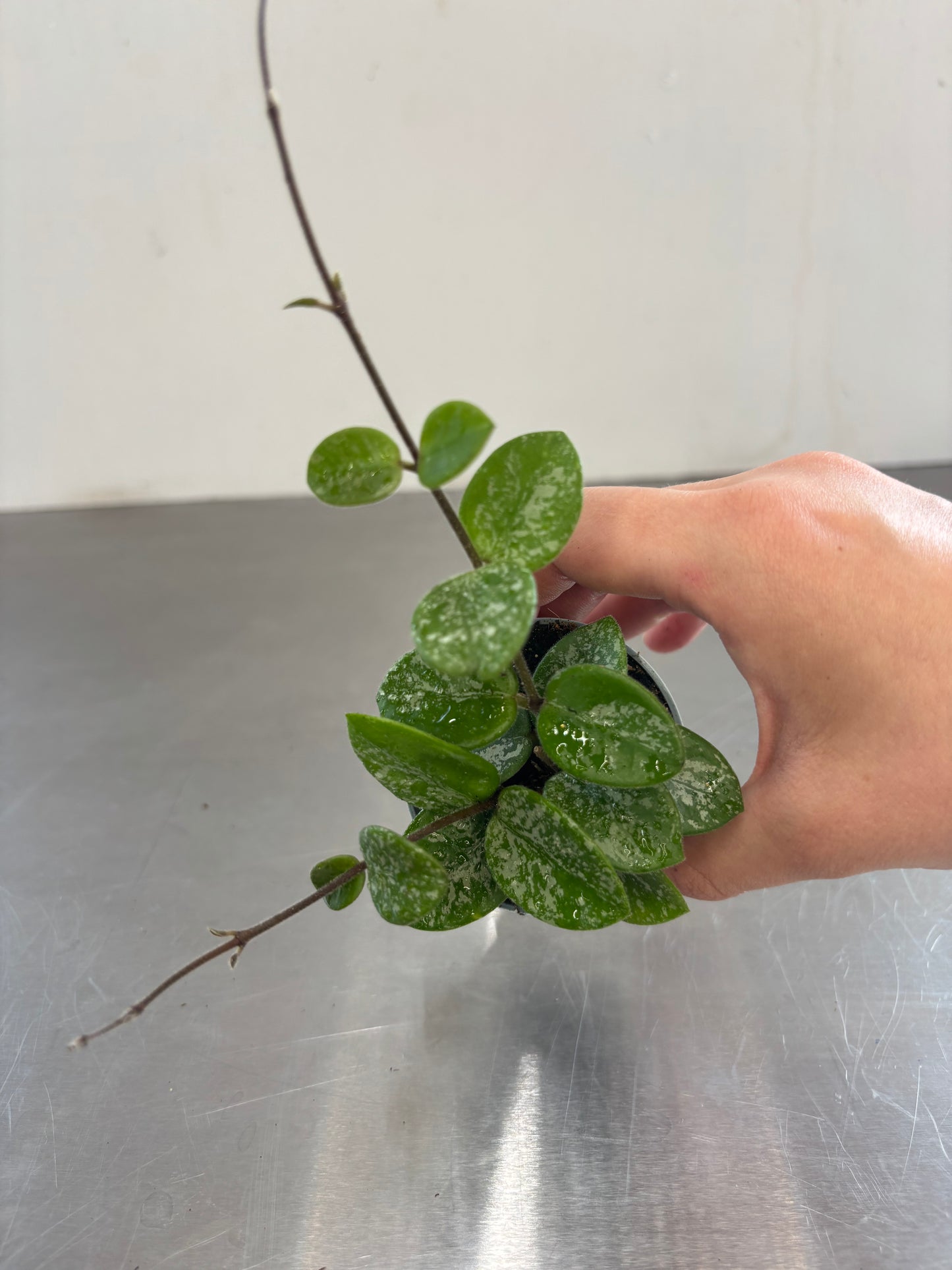 Hoya Mathilde Splash