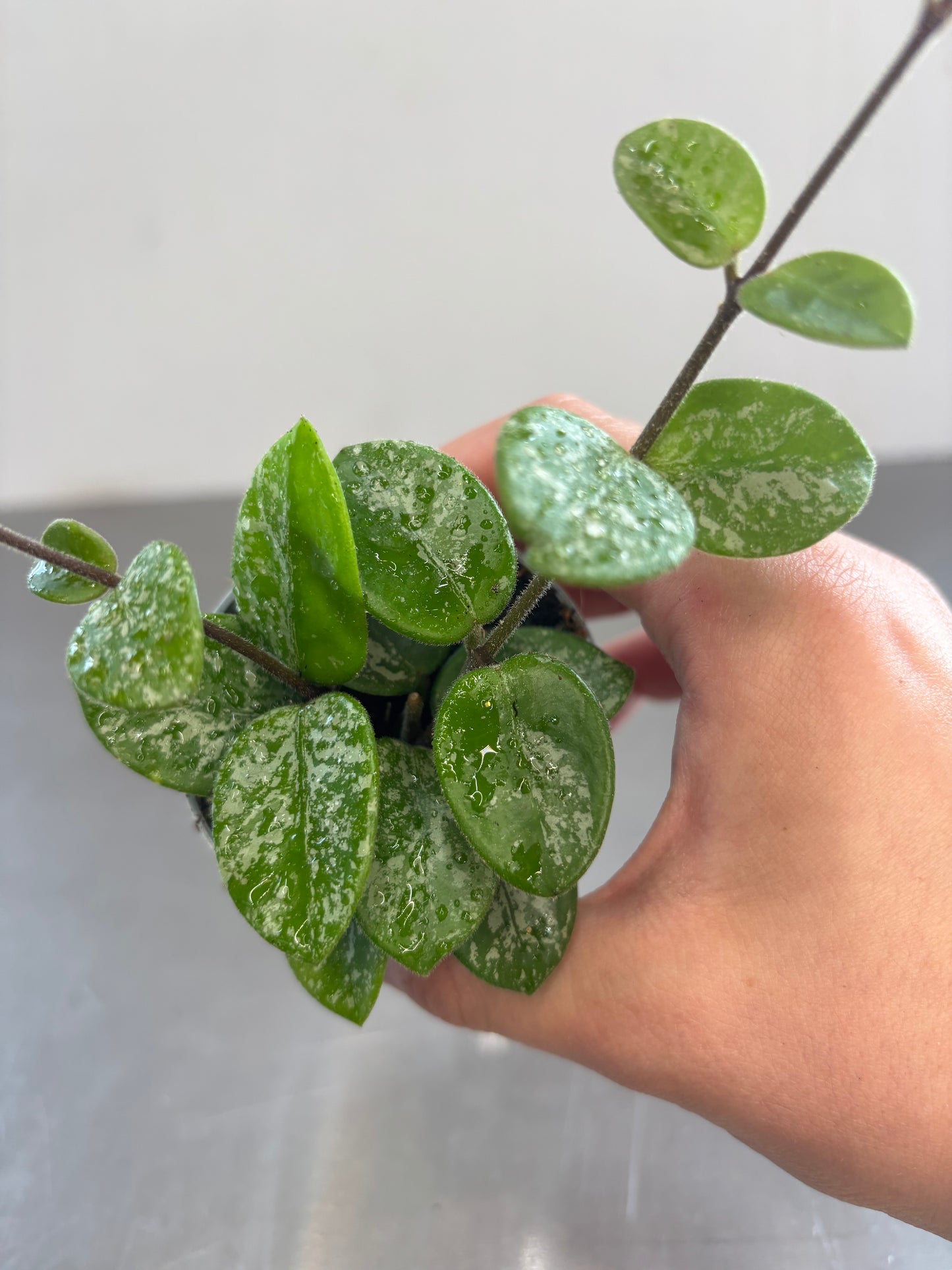Hoya Mathilde Splash