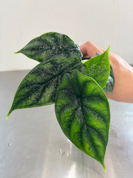 Alocasia baginda 'Dragon Scale'