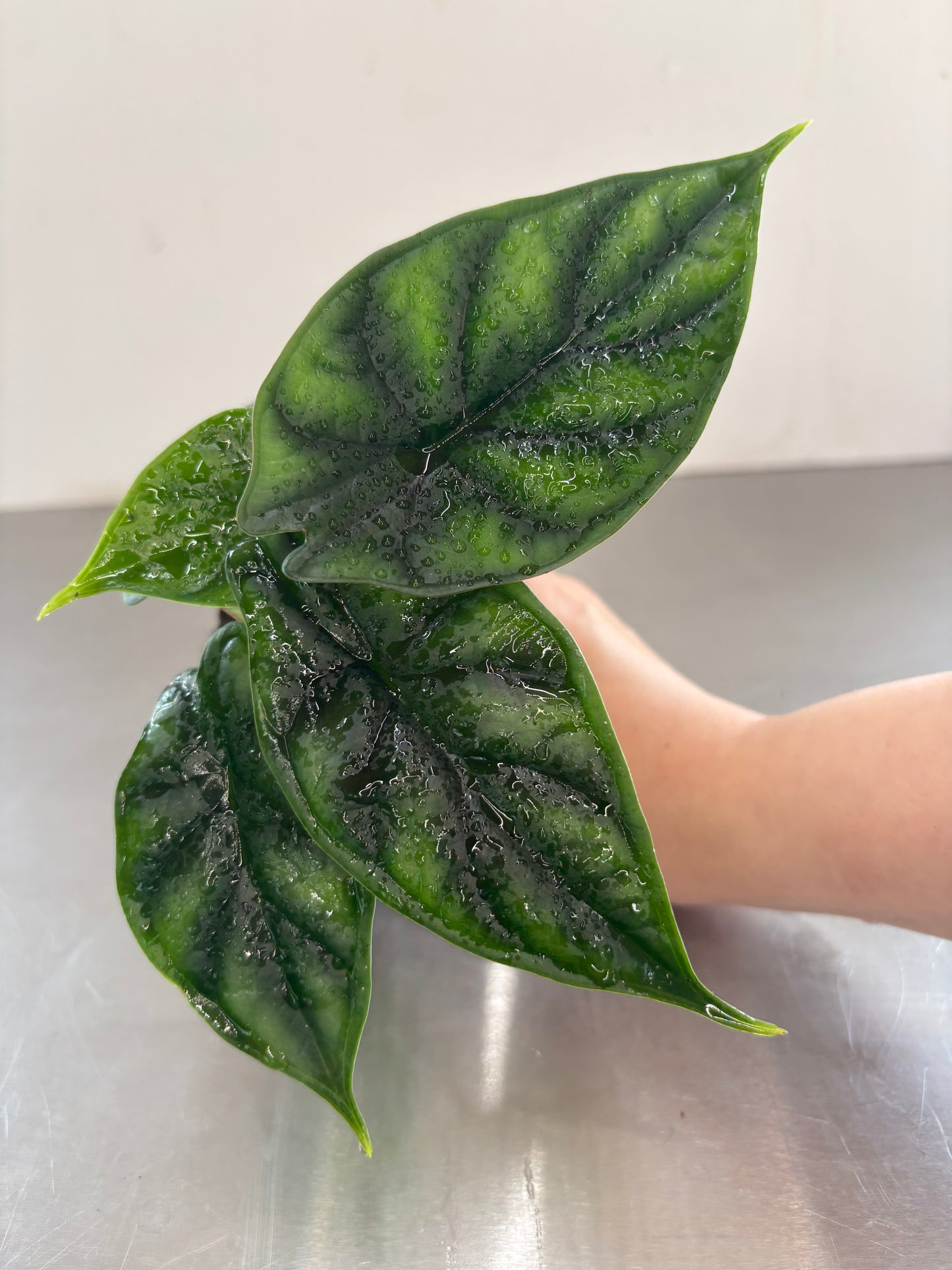 Alocasia baginda 'Dragon Scale'