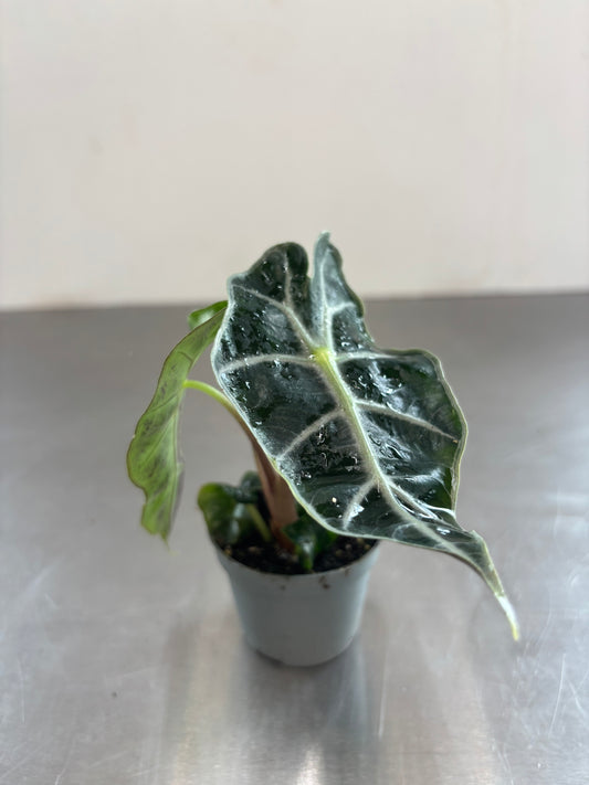 Alocasia amazonica