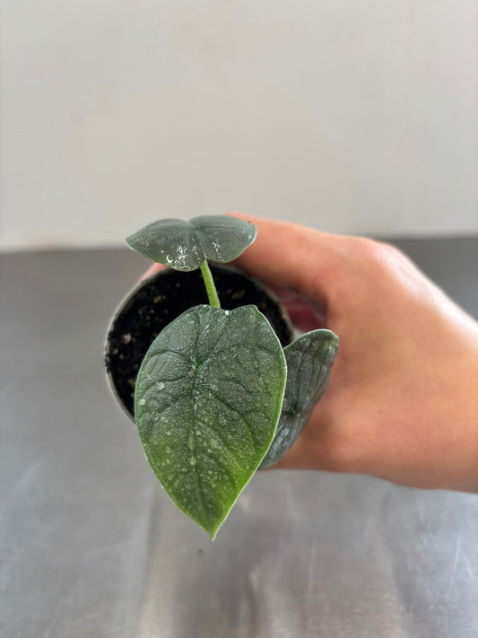 Alocasia melo