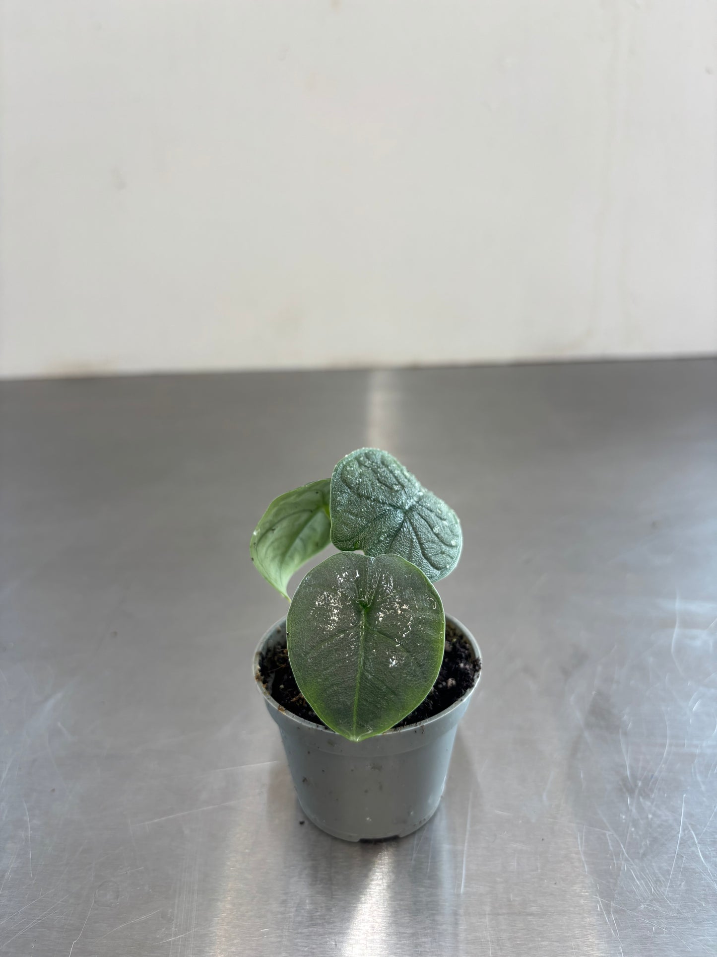 Alocasia melo