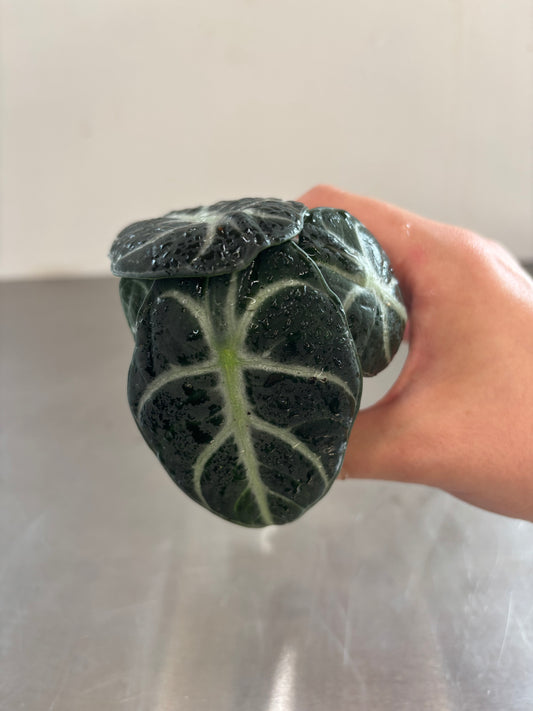 Alocasia Ninja