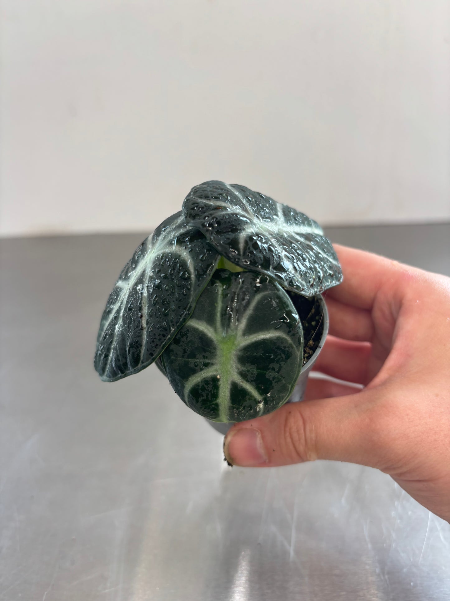 Alocasia Ninja