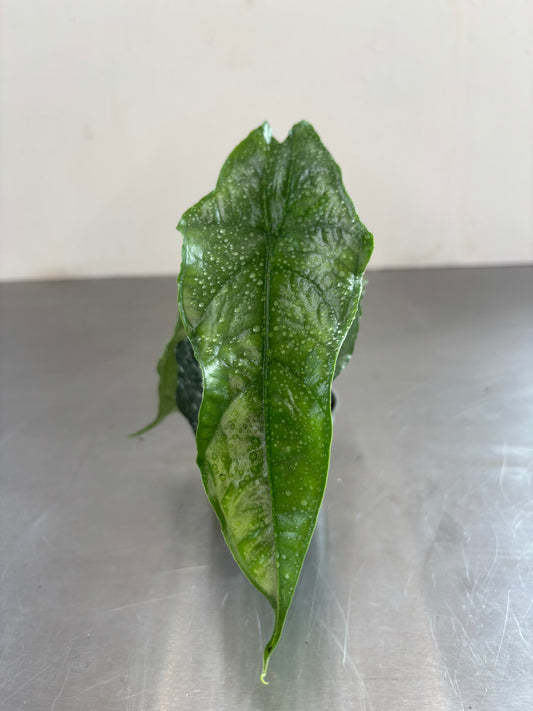 Alocasia heterophylla 'Dragons Breath'