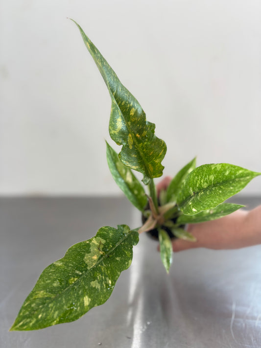 Philodendron 'Ring of Fire'