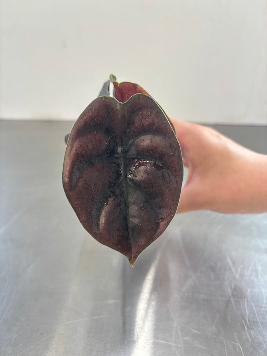 Alocasia cuprea 'RED SECRET'