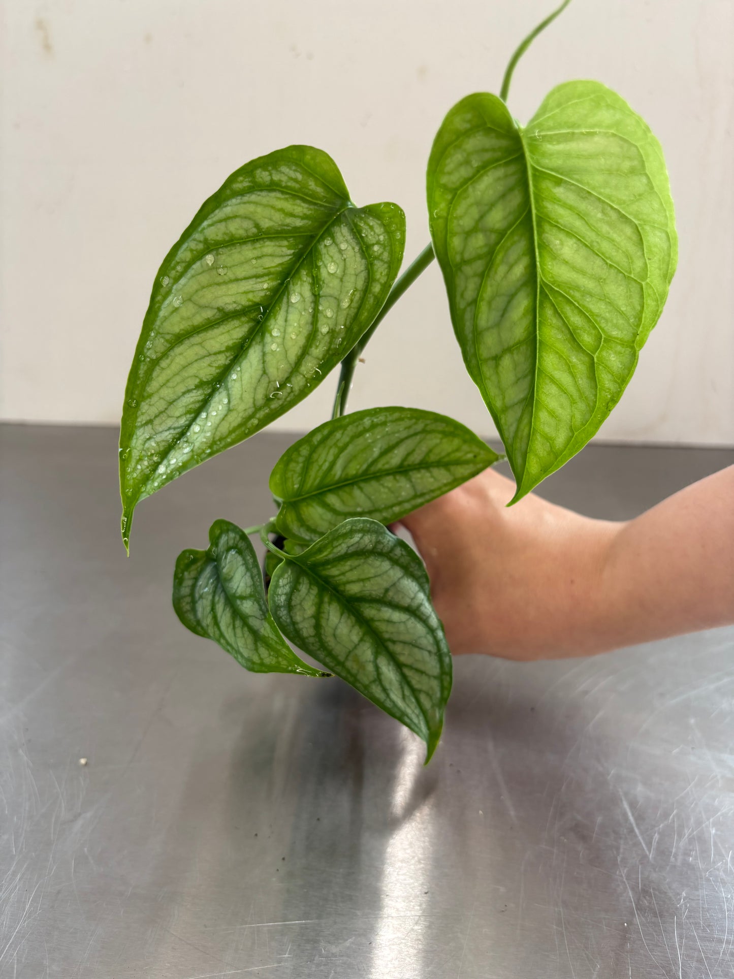 Monstera siltepecana