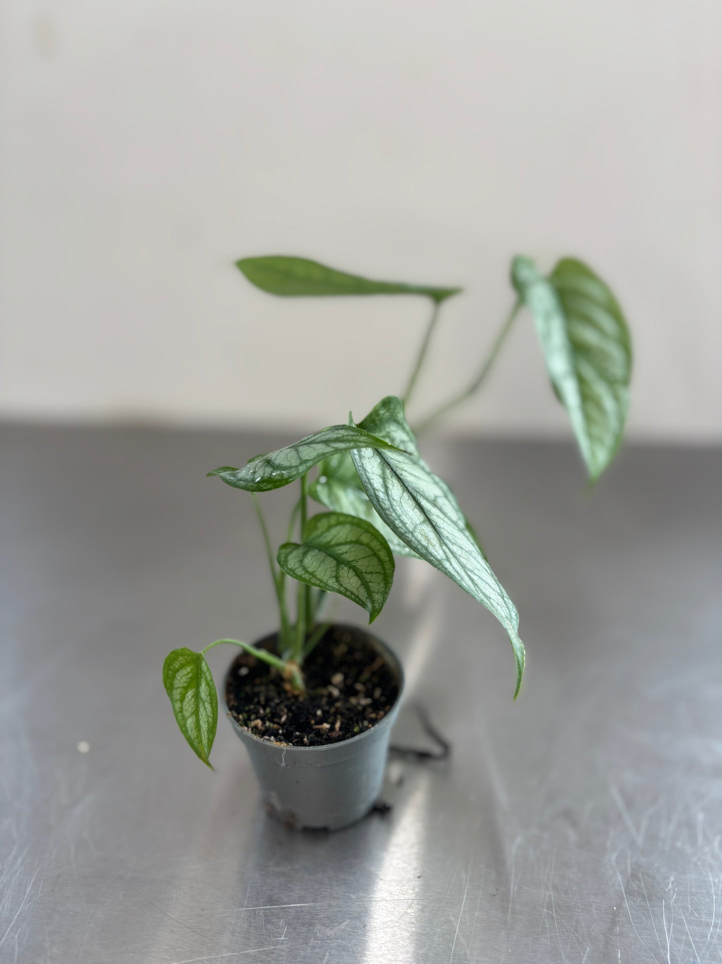 Monstera siltepecana
