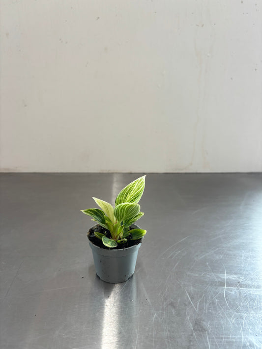 Philodendron Birkin