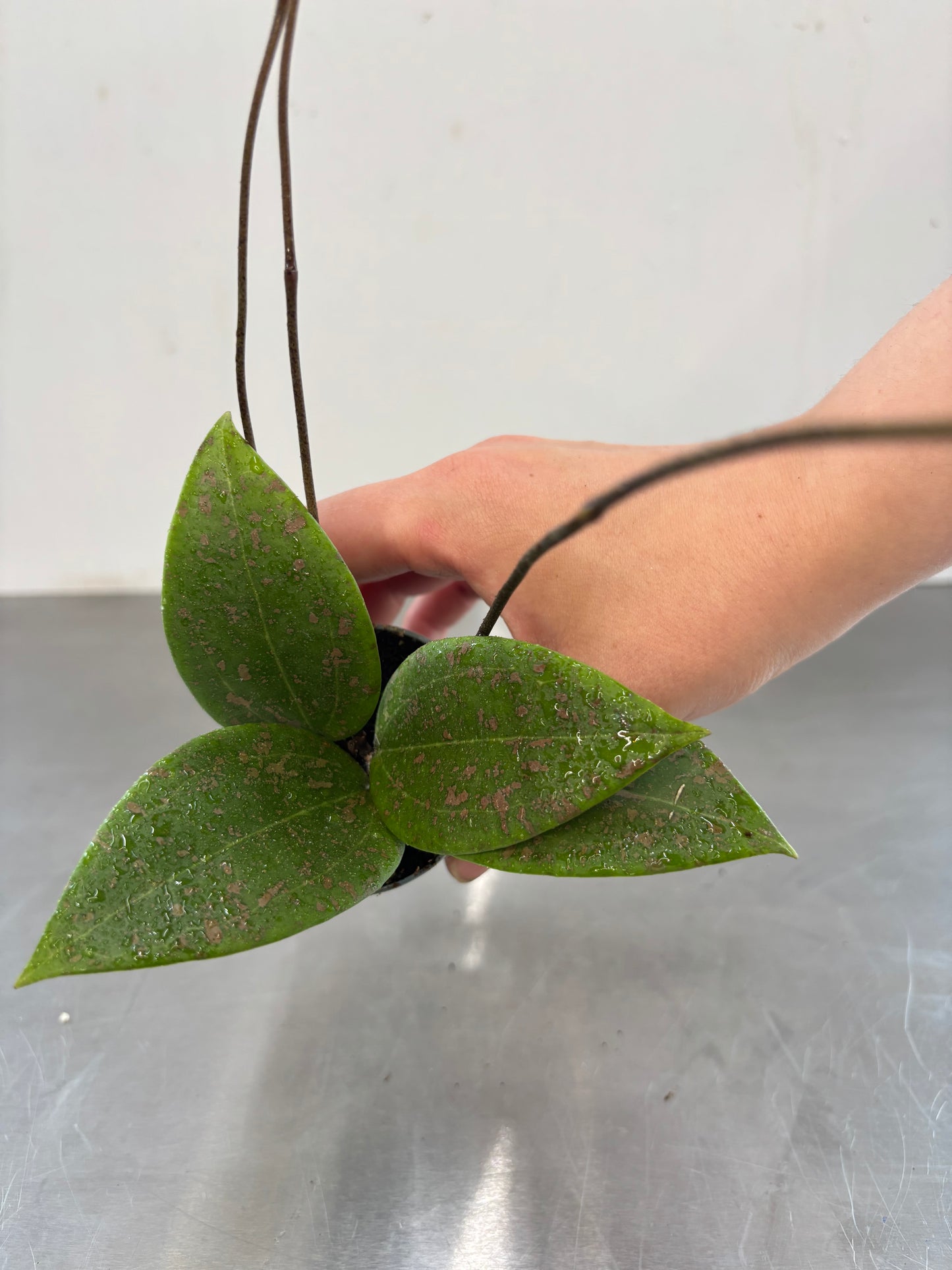 Hoya wibergiae