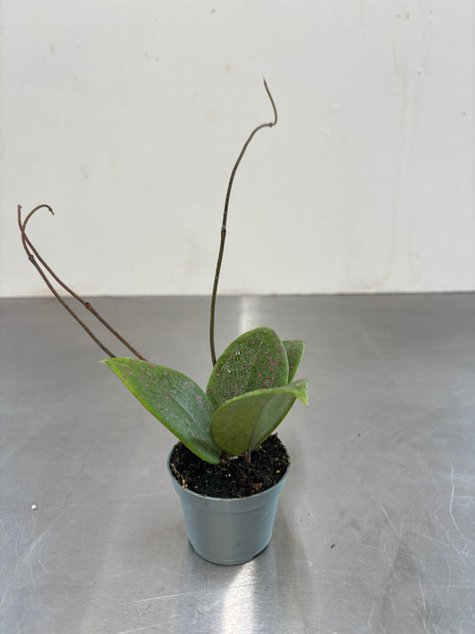 Hoya wibergiae