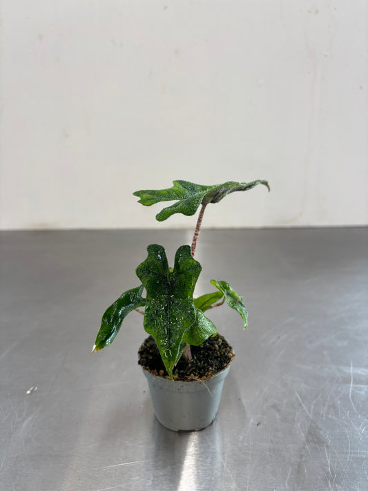 Alocasia Jacklyn