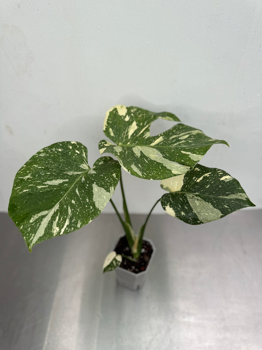 Monstera deliciosa ’Thai Constellation’ Large 12 cm pot