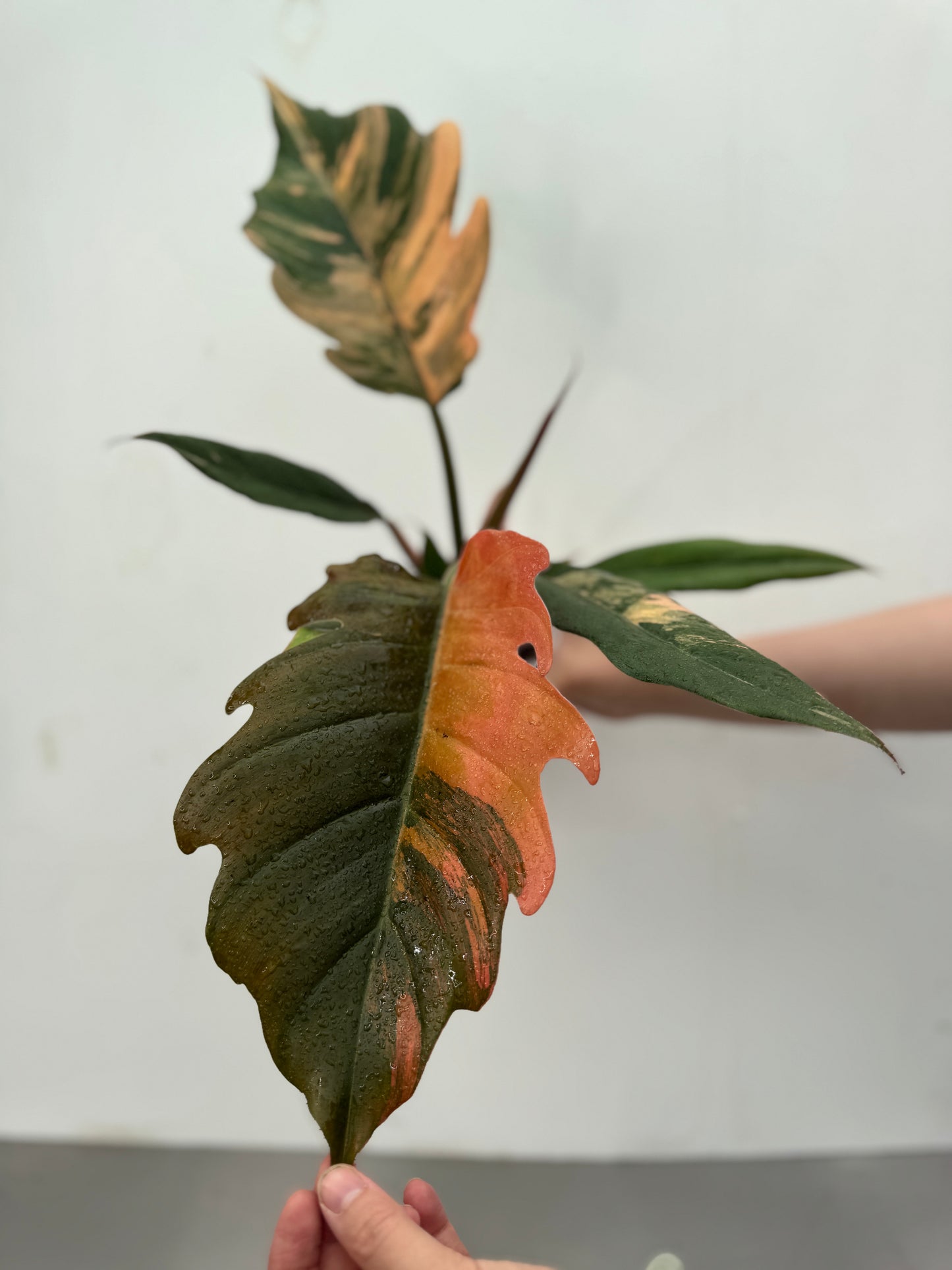 Philodendron 'caramel mármore'