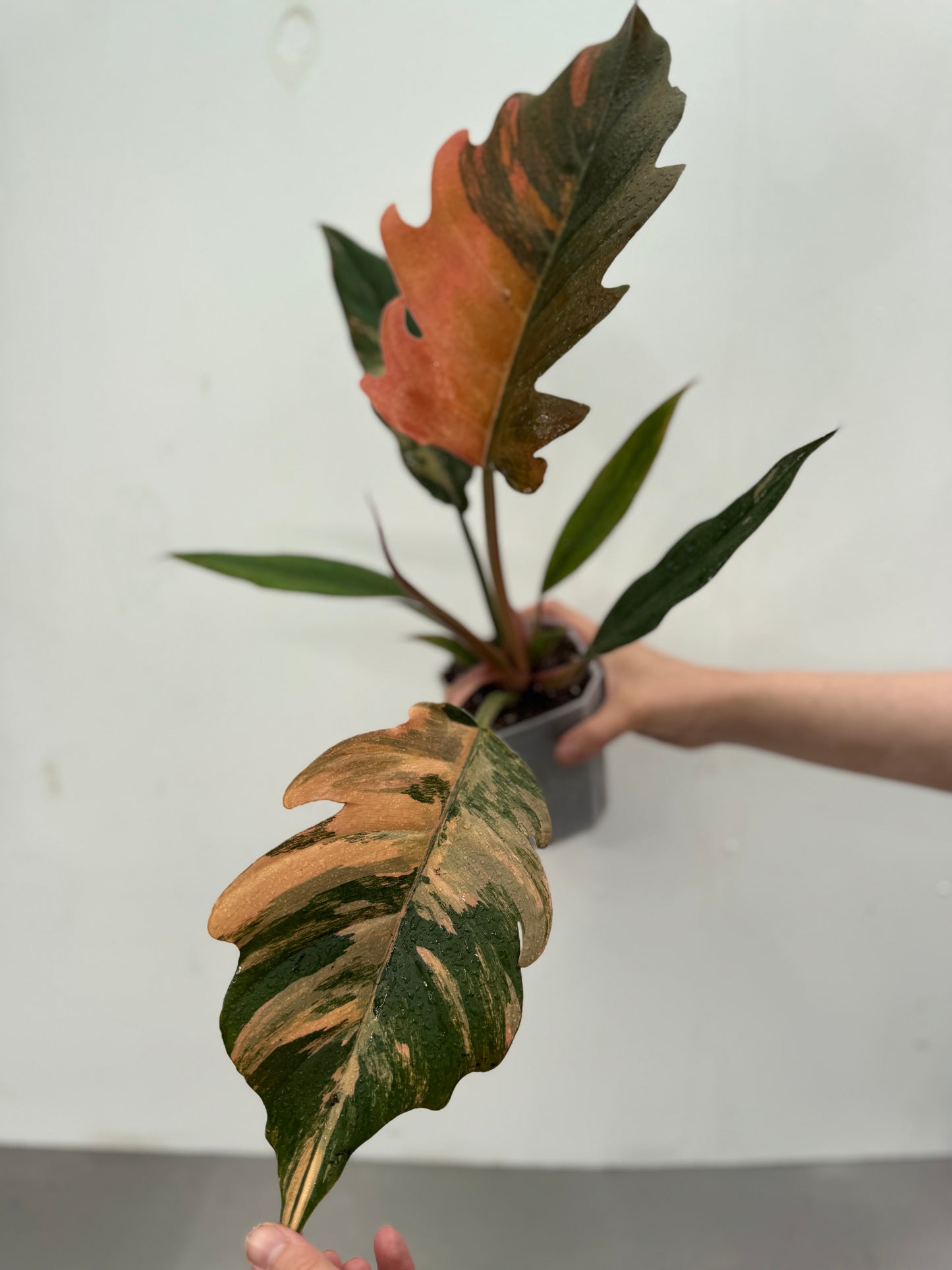 Philodendron 'caramel mármore'