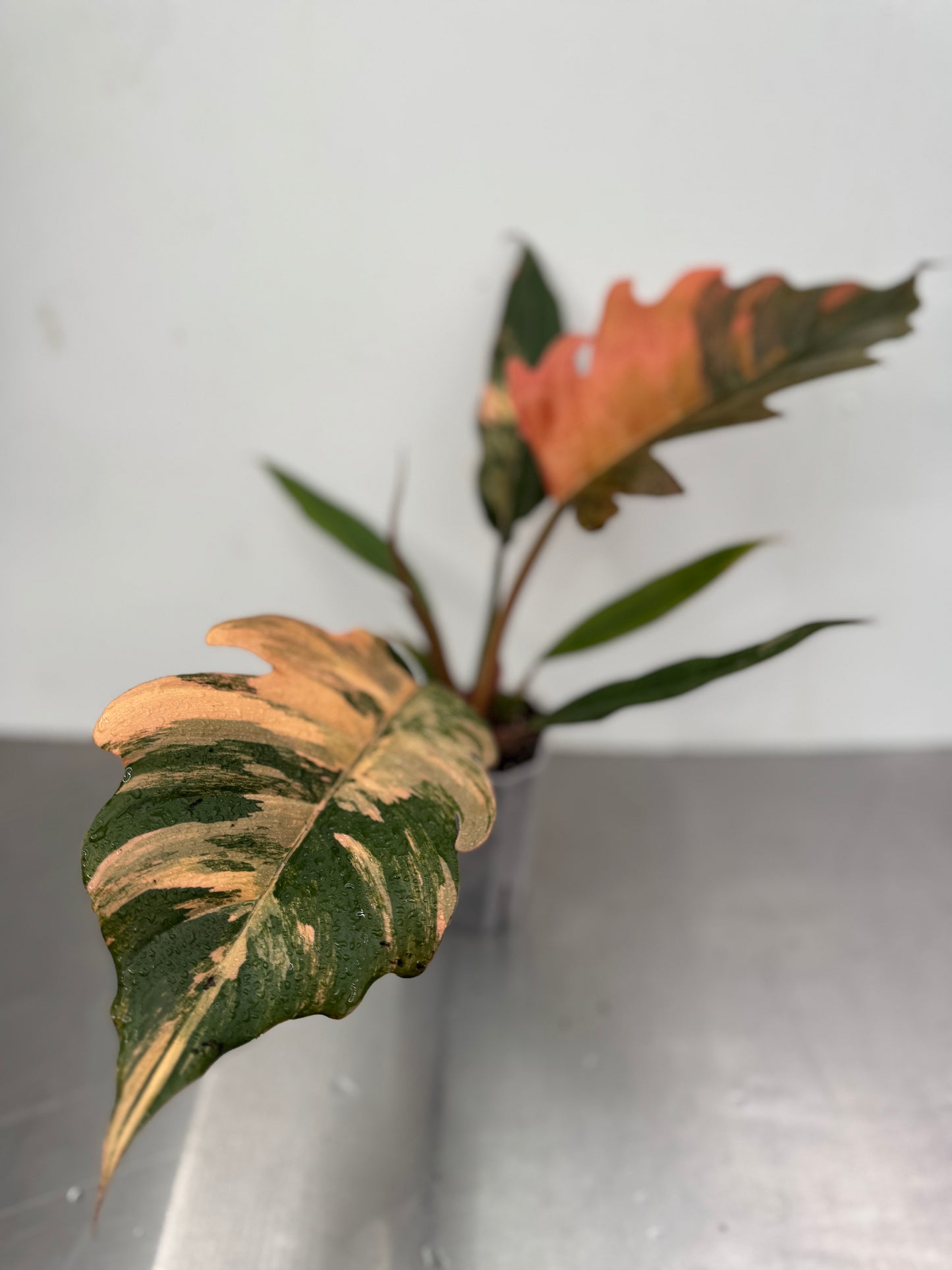 Philodendron 'caramel mármore'