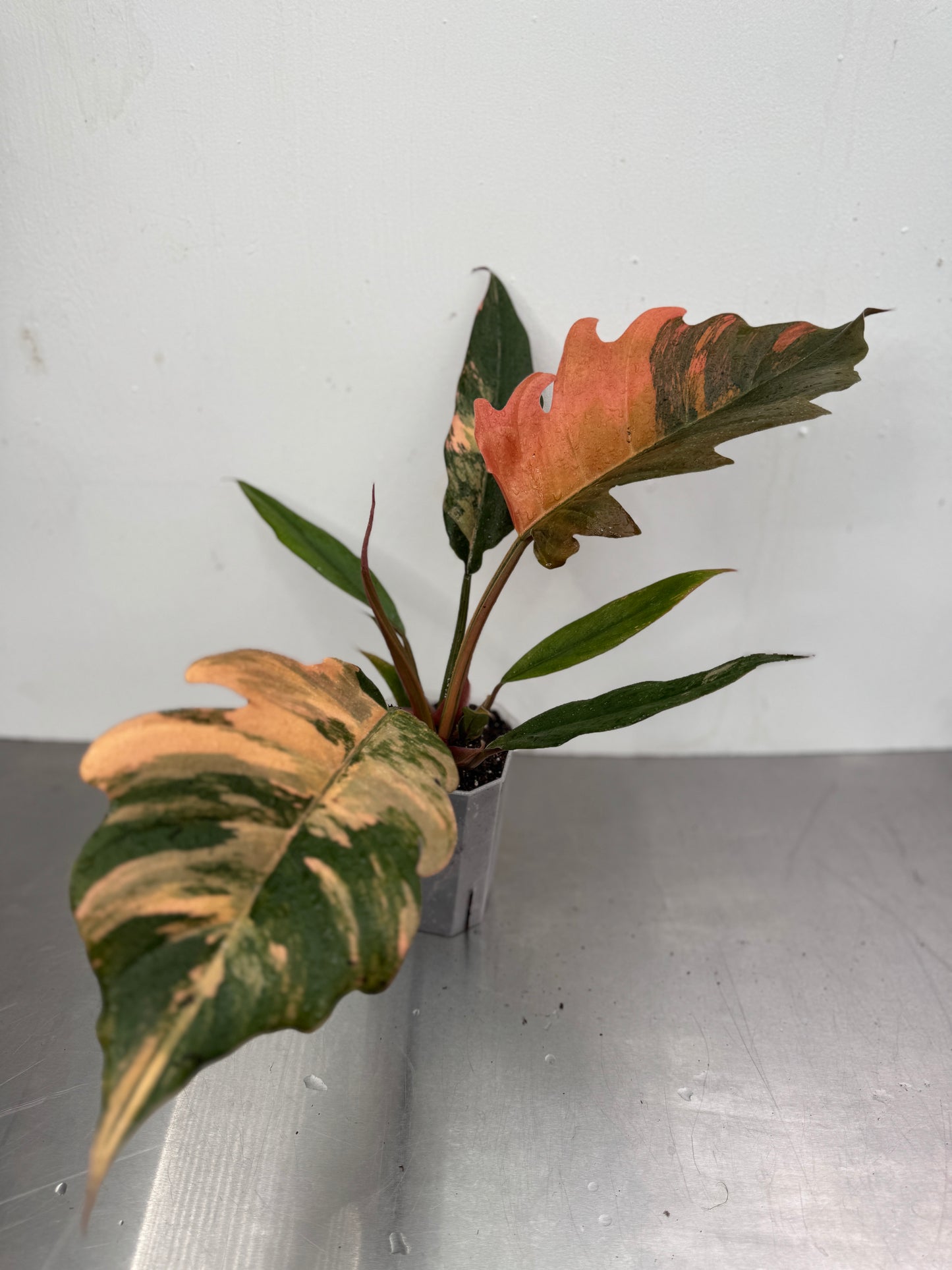 Philodendron 'caramel mármore'