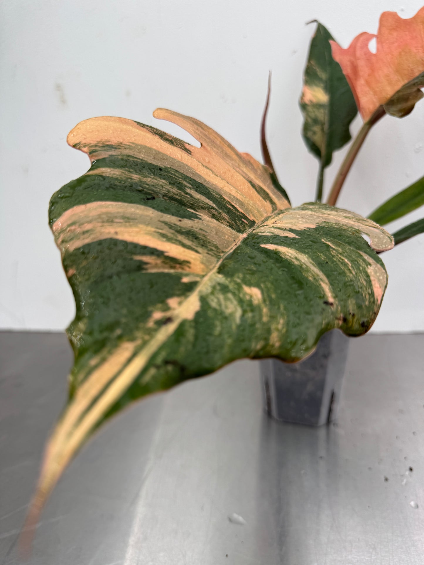 Philodendron 'caramel mármore'