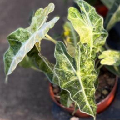 その他観葉植物 Alocasia Polly Aurea TC Alocasia 'Polly' Variegata Aurea – Yellow Variegation Form