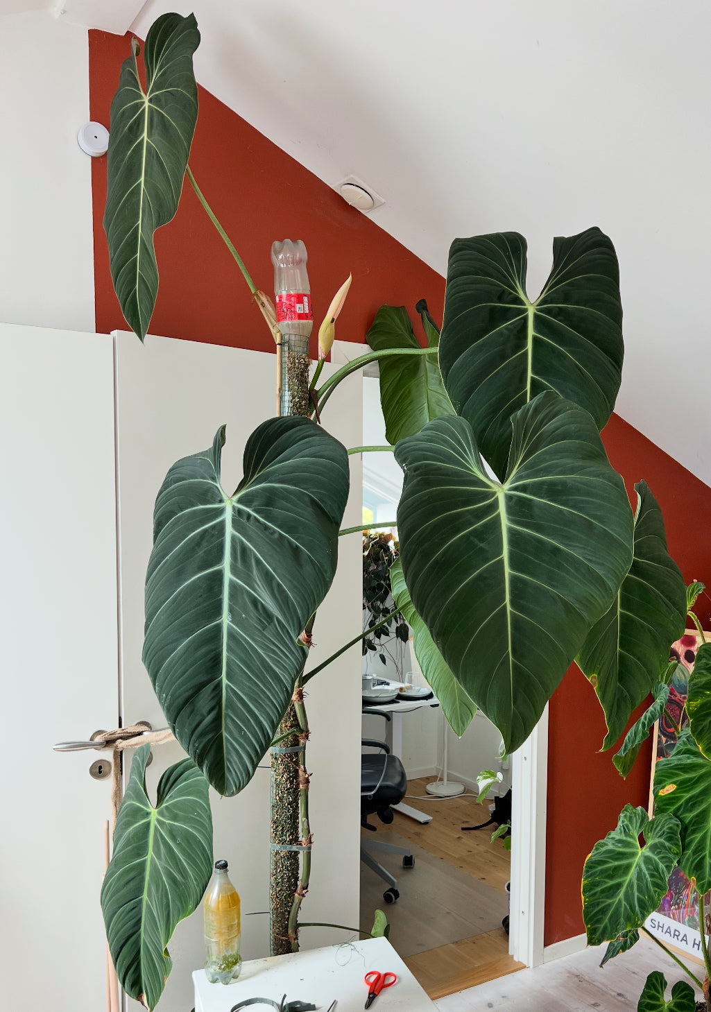 Philodendron ’Glorius’ potted houseplant with large velvety heart-shaped leaves and white veining, displayed indoors against a red wall.