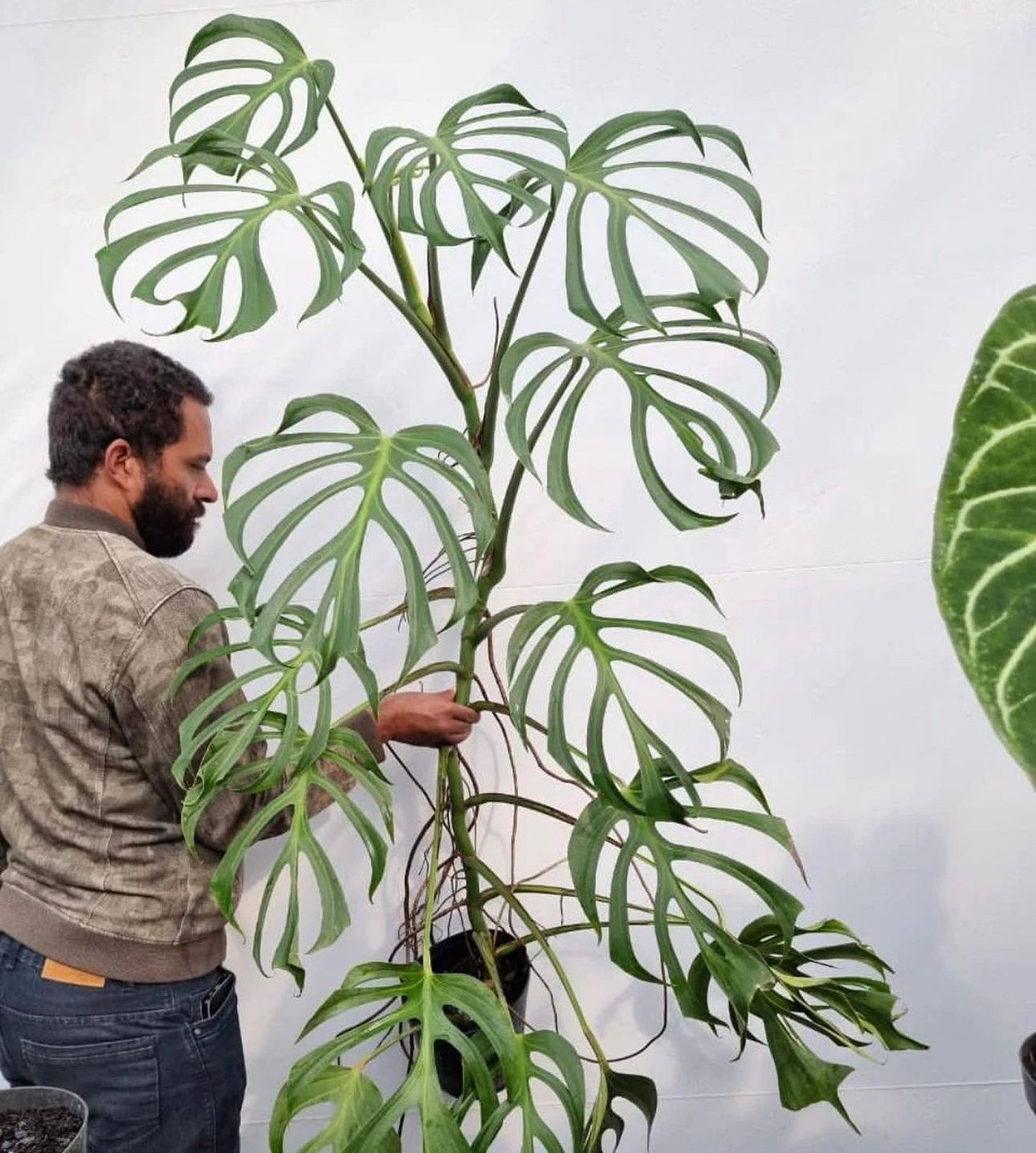 Monstera Burle Marx Flamme