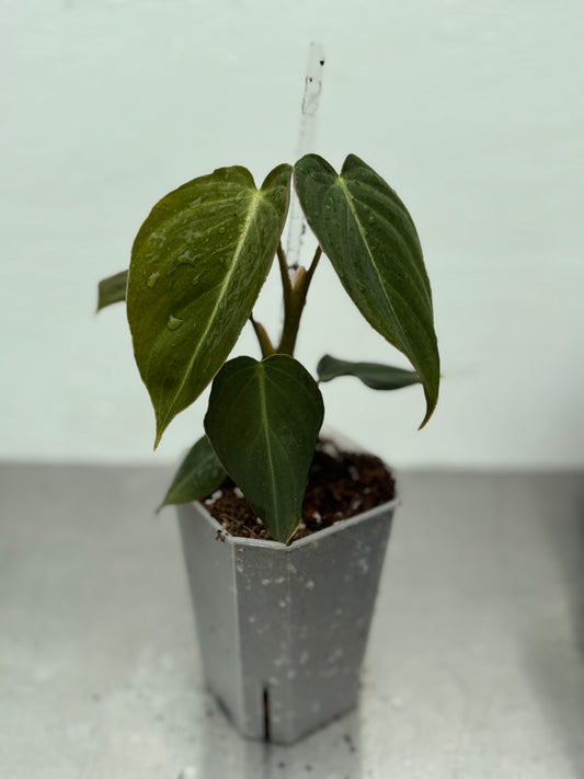 Philodendron ’glorious’