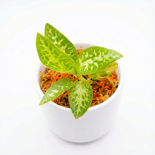 Goodyera Schlechtendaliana