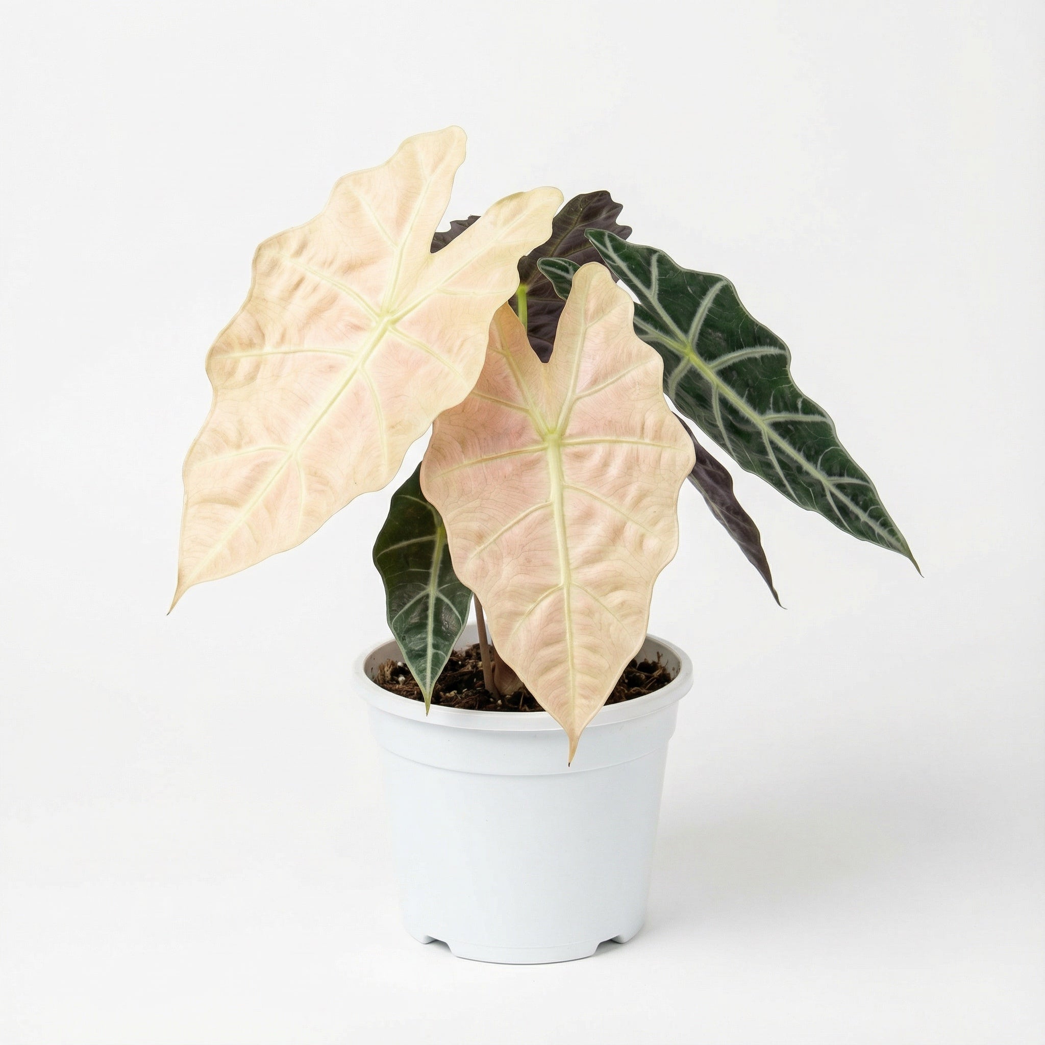 Alocasia Amazonica Polly Pink②｜アロカシア Alocasia Amazonica x Polly Pink - Alocasia Amazonica Polly Pink