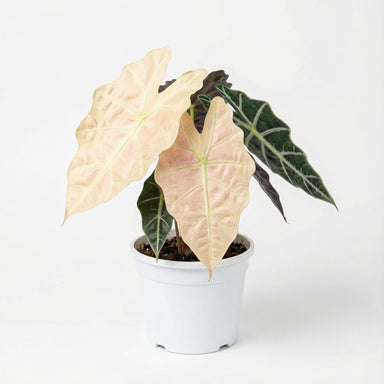 Alocasia Amazonica x Polly Pink - Alocasia Amazonica Polly Pink Alocasia Amazonica x Polly Pink - Alocasia Amazonica Polly Pink