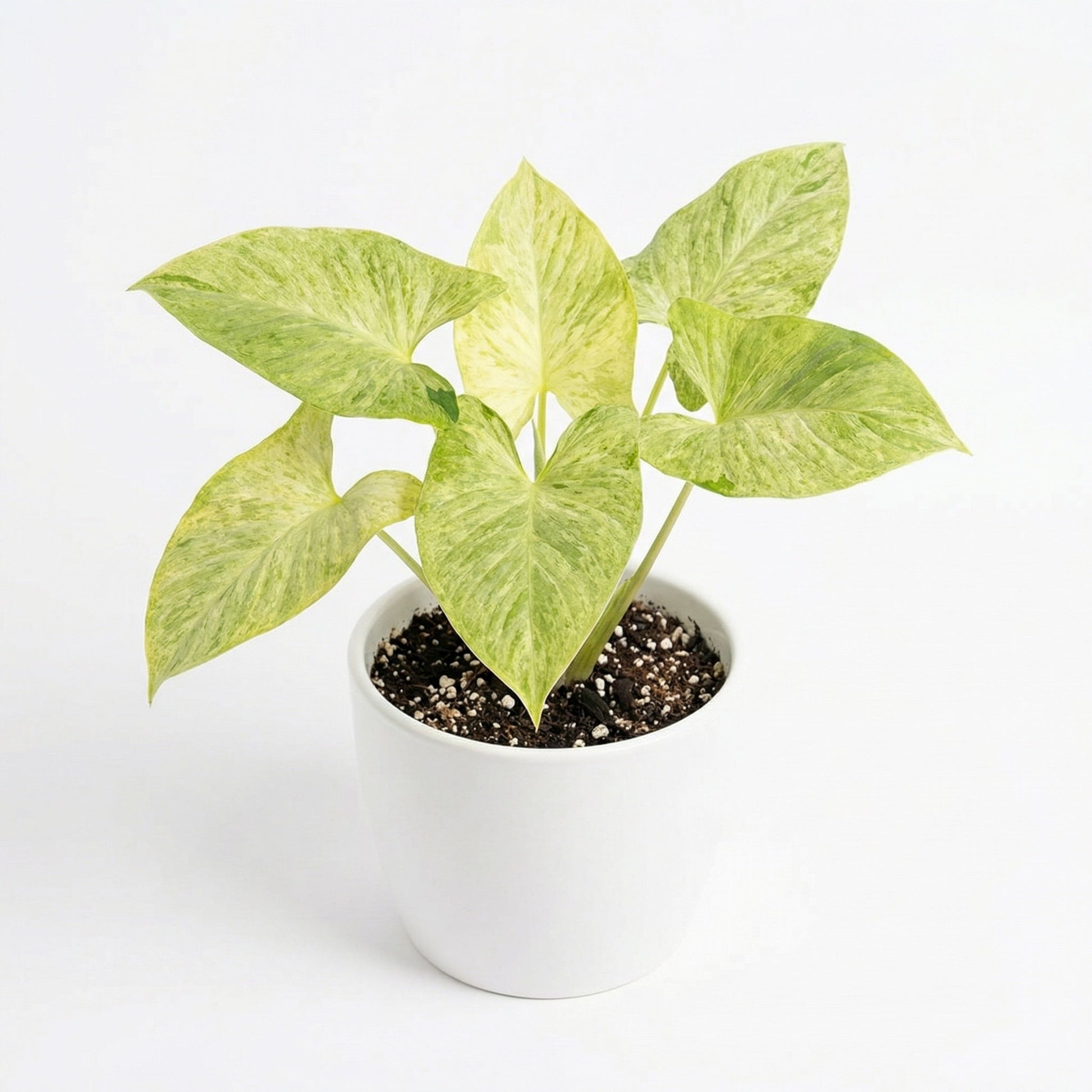 Homalomena sulcata Cream Frost - exotic tropical Aroid plant
