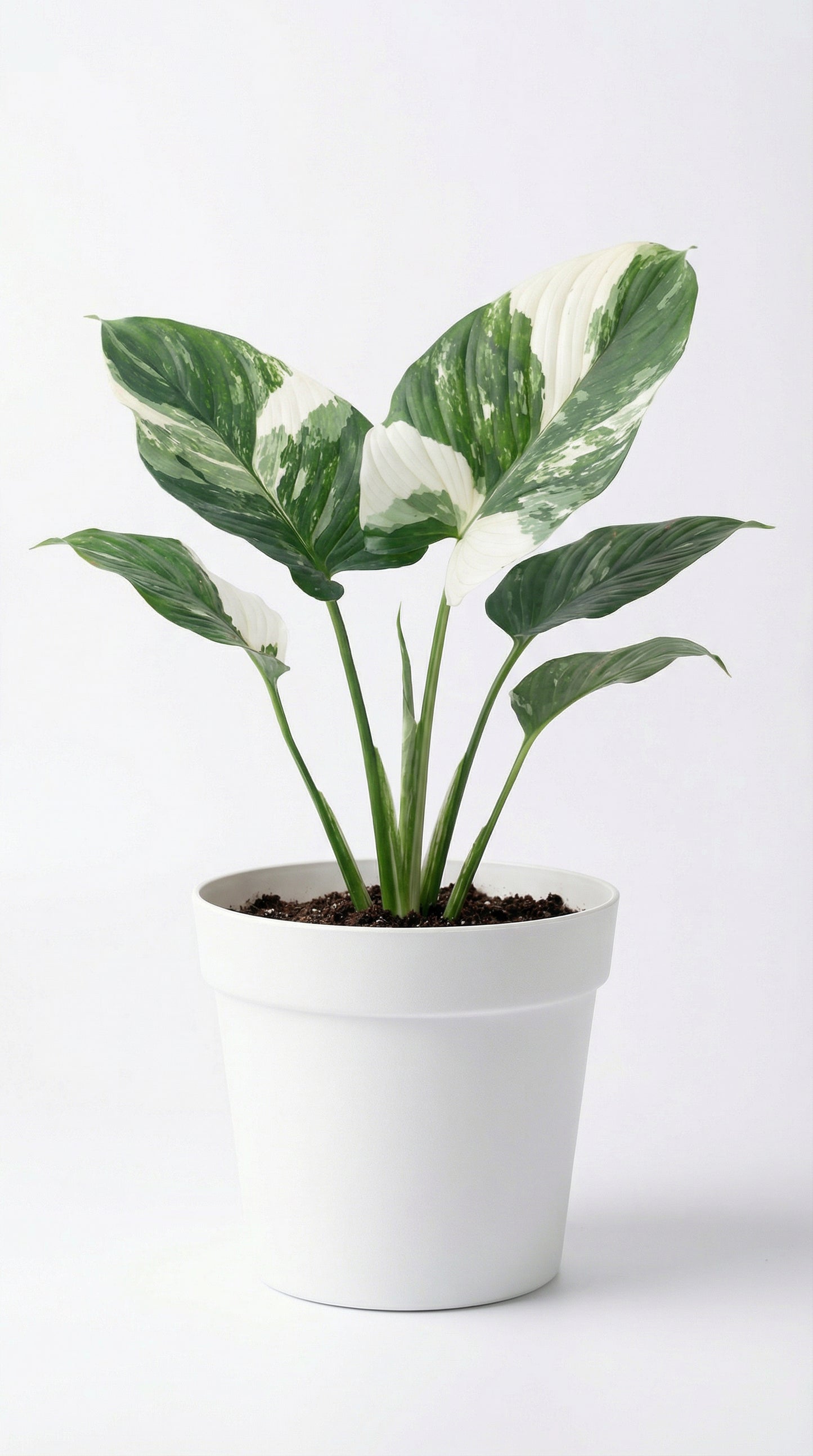 Homalomena Albo - Preorder