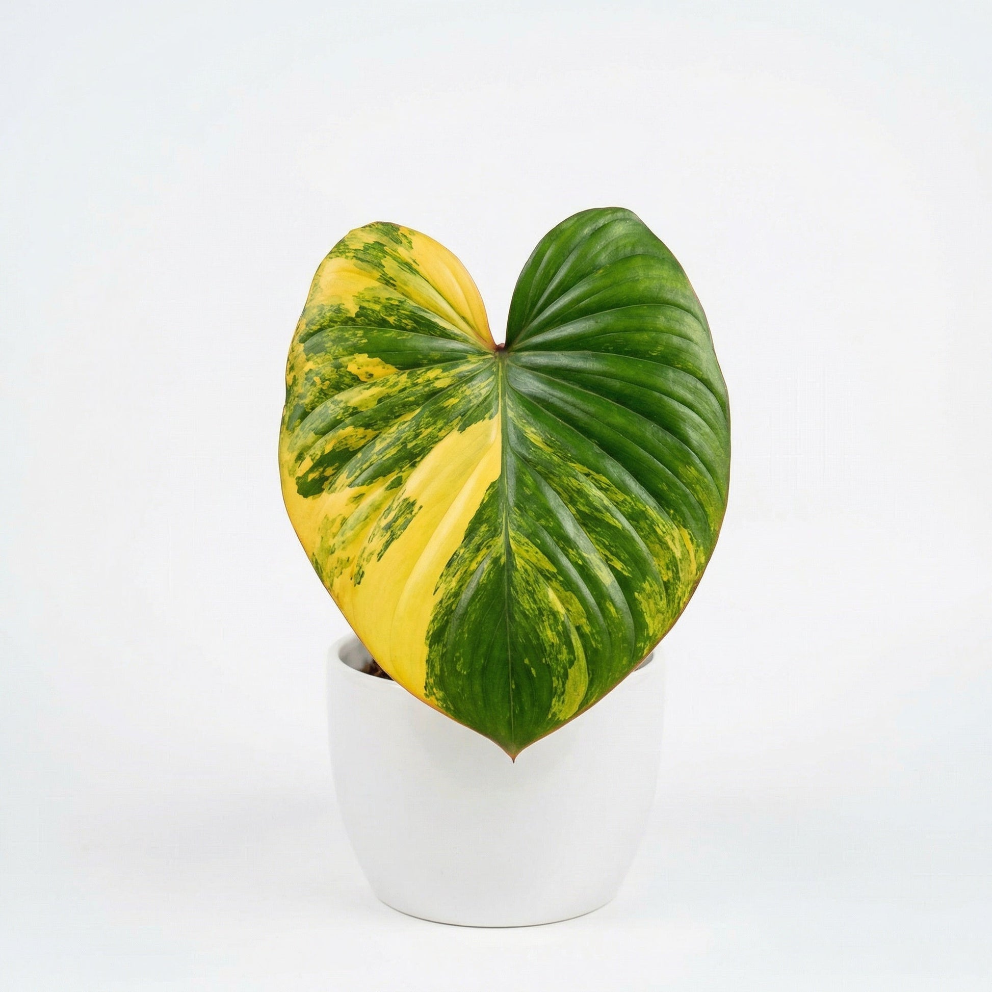 Homalomena Aurea Variegated