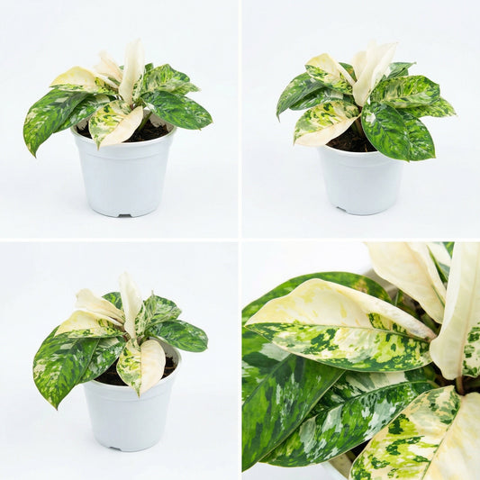 Homalomena Camouflage Albo Variegata