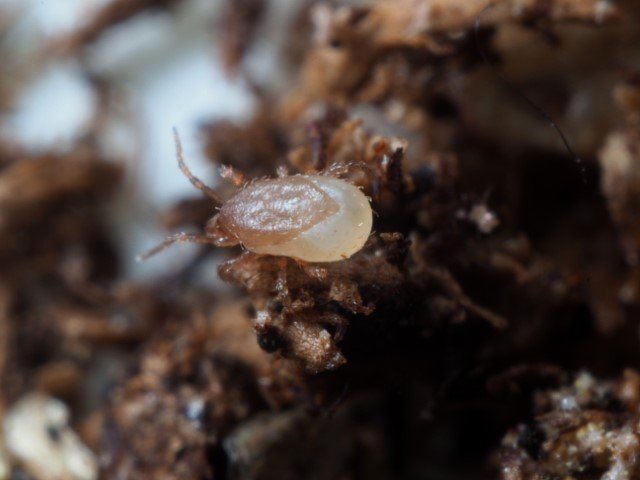 Hypoaspis soil predatory mite