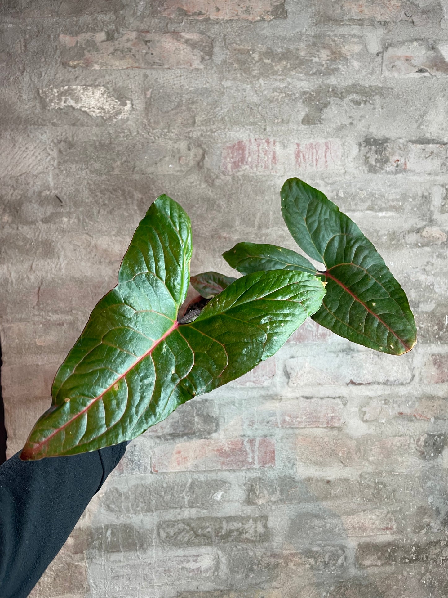 Alocasia cyrtosperma 'Black Jack'