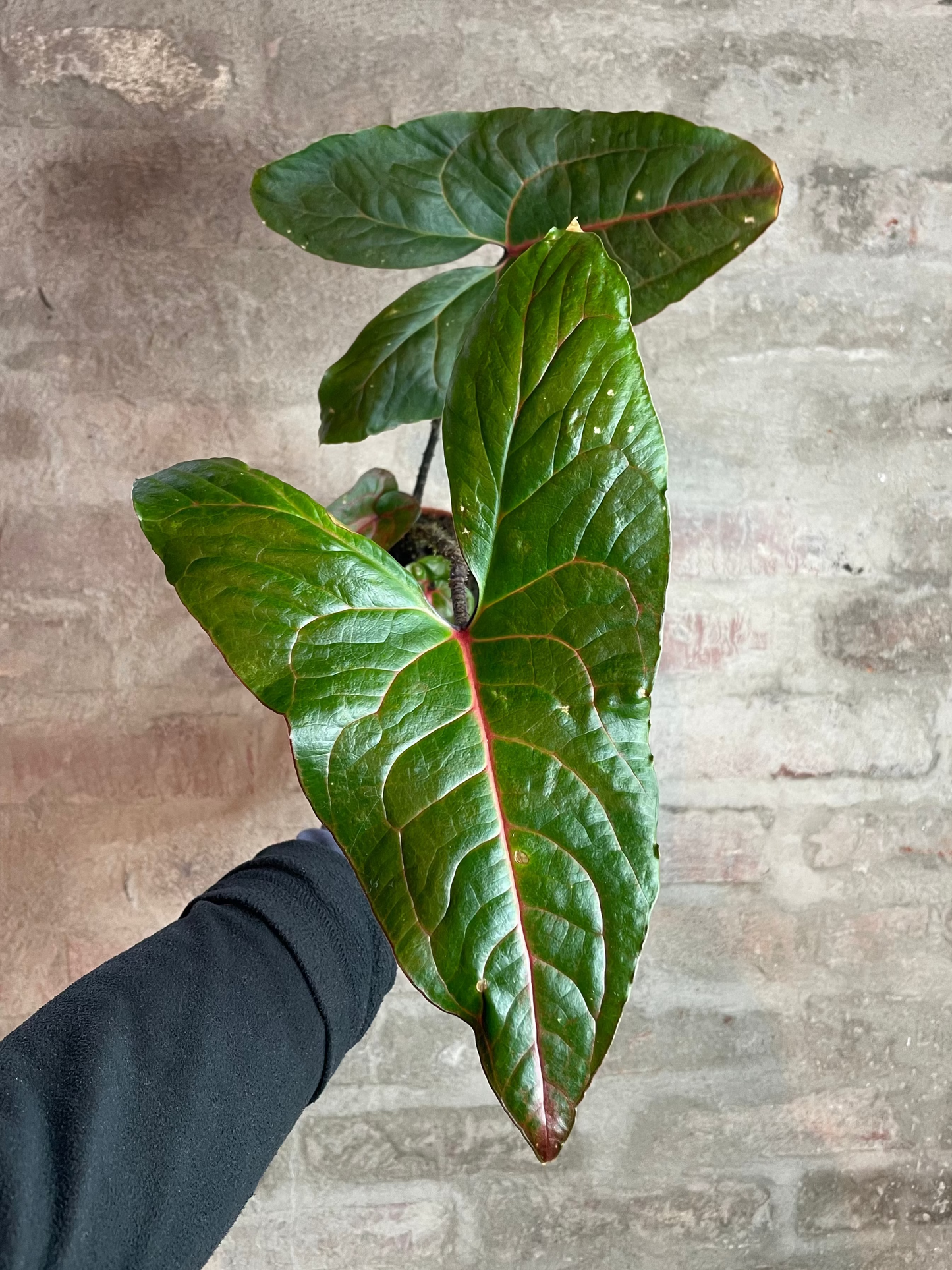 Alocasia cyrtosperma 'Black Jack'