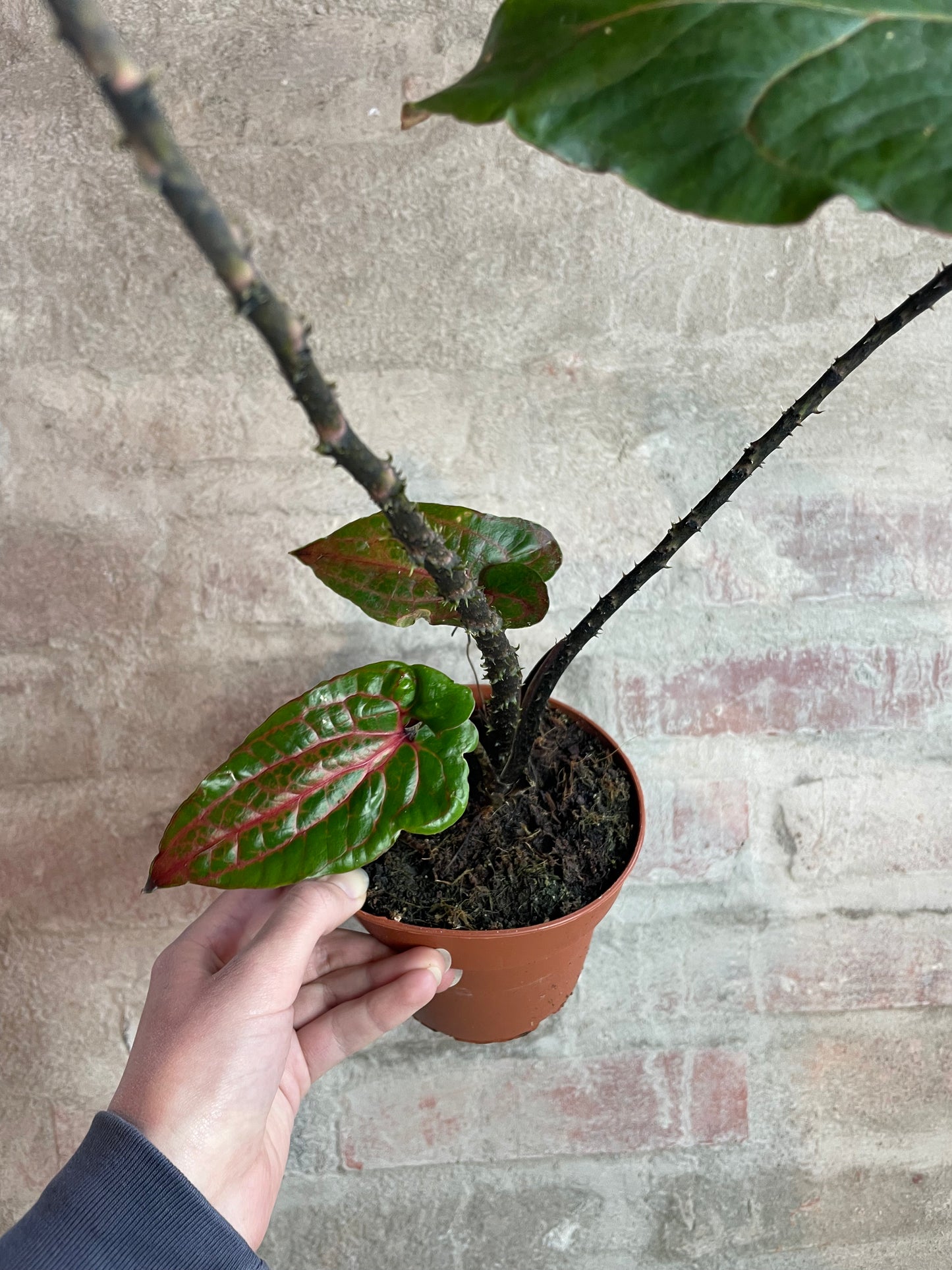Alocasia cyrtosperma 'Black Jack'