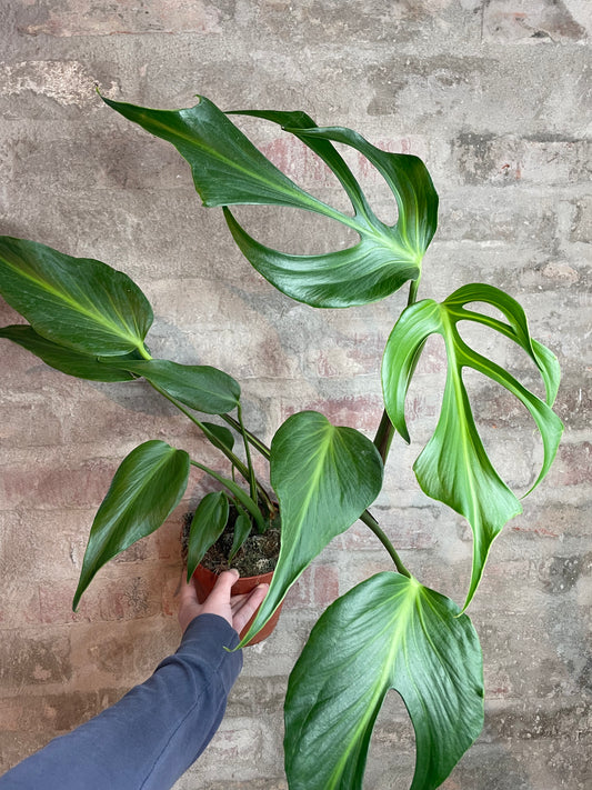 Monstera Burle Marx Flame