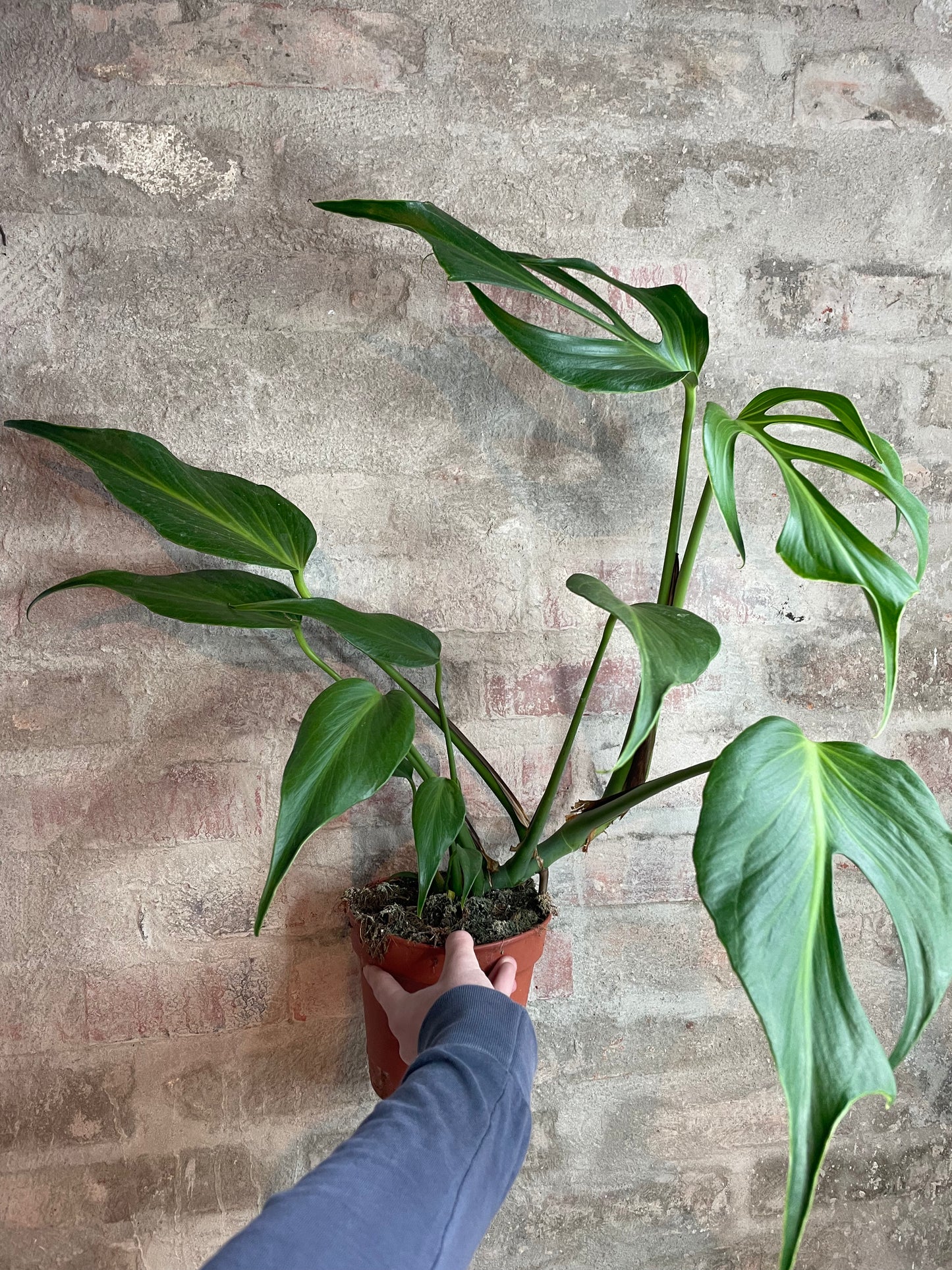 Monstera Burle Marx Flame