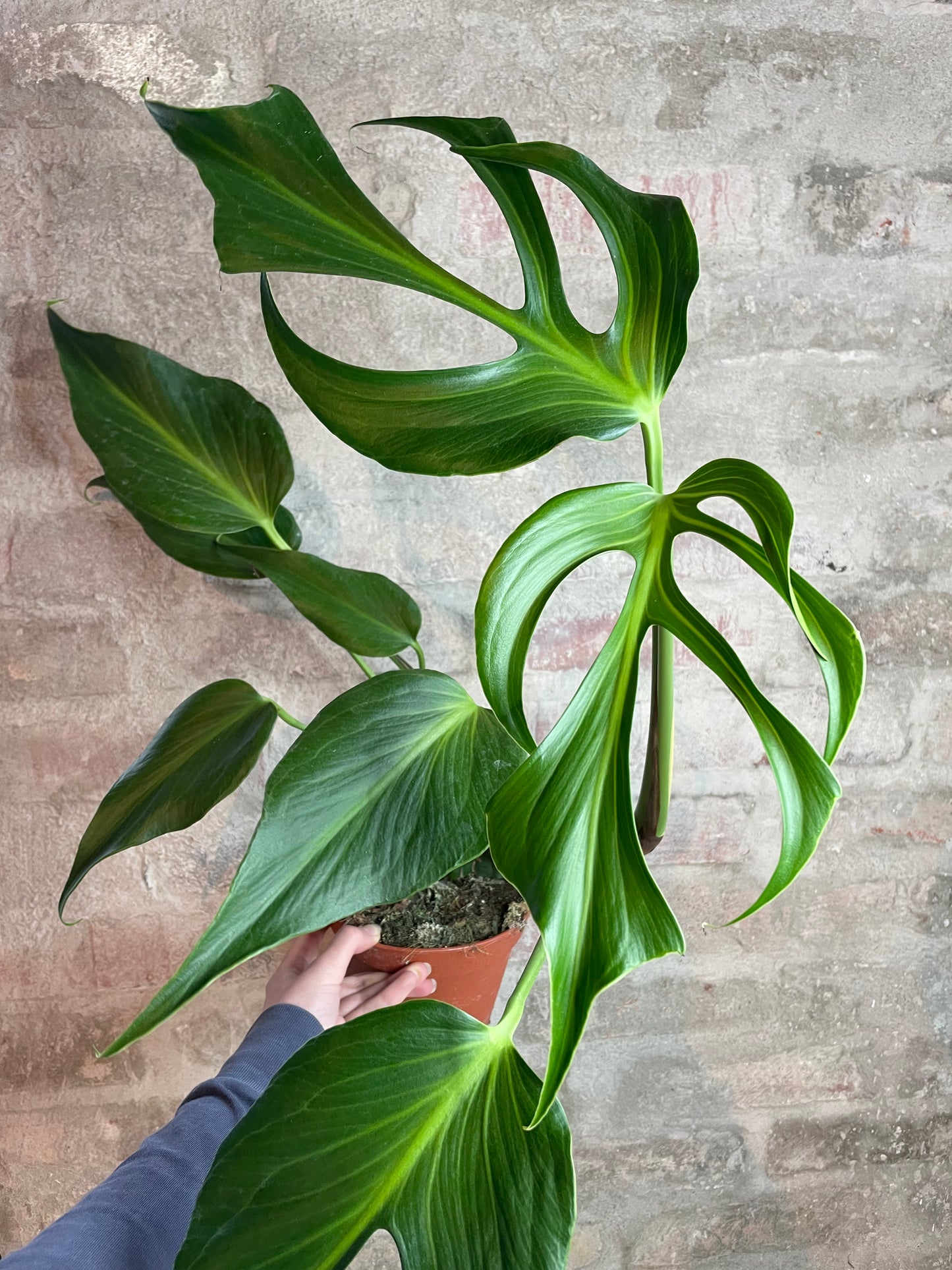 Monstera Burle Marx Flame