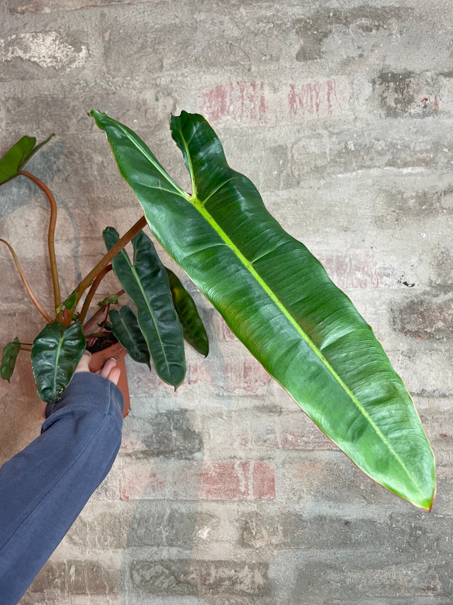 Philodendron billietiae