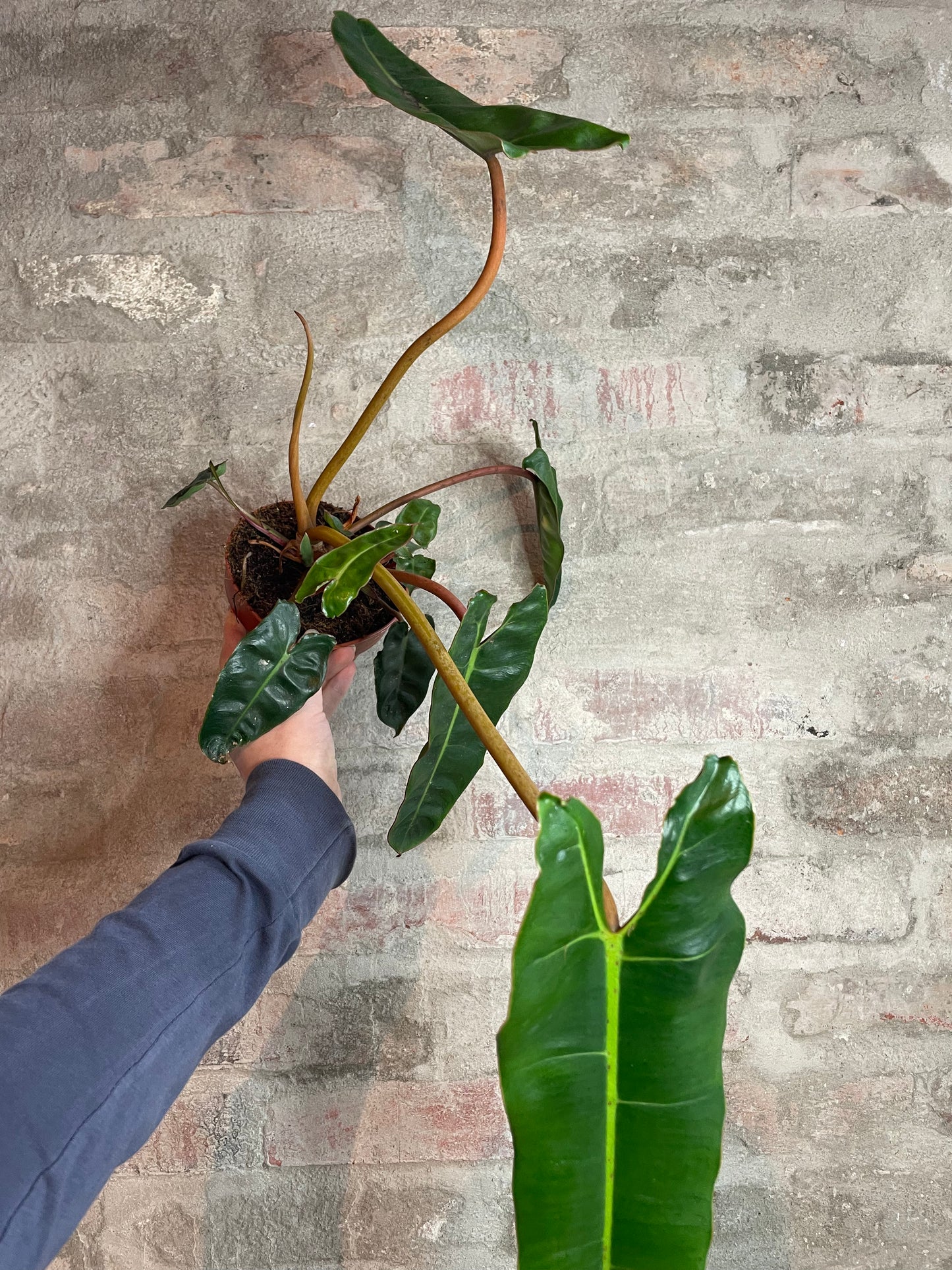 Philodendron billietiae