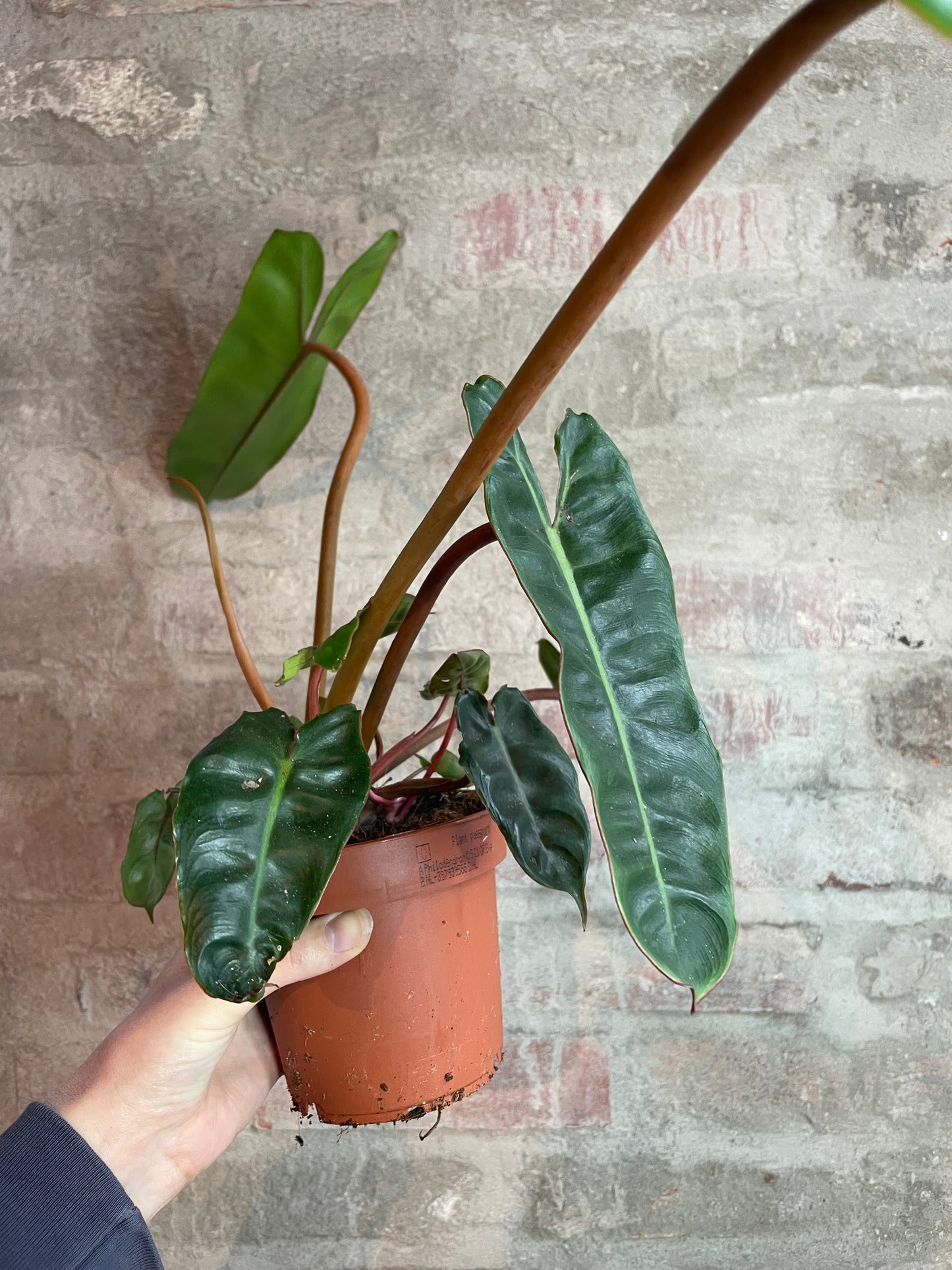 Philodendron billietiae