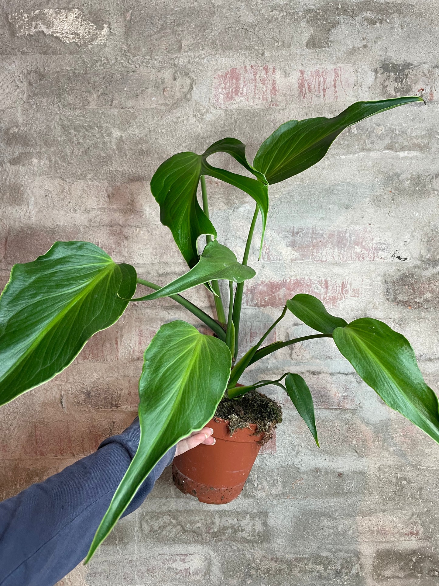 Monstera Burle Marx Flame